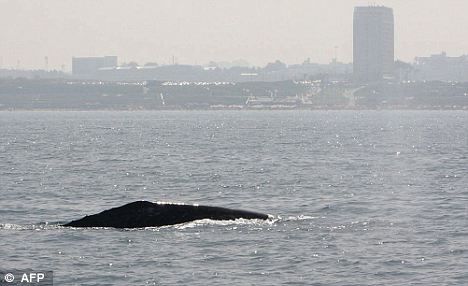 一頭灰鯨在以色列附近地中海海域浮出水面。