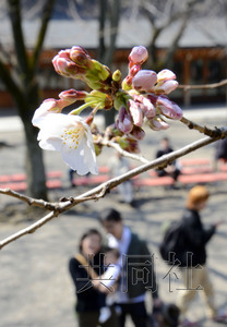 日本東京櫻花綻放與2002年同創(chuàng)最早開(kāi)花紀(jì)錄