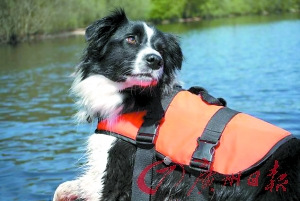 天才救援犬能潛水搜救從小就有嗅探天賦（圖）