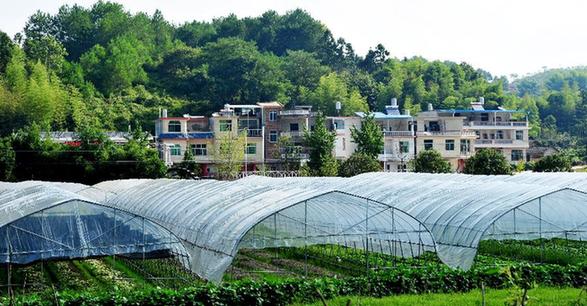 （走基層 聽民聲）（4）福建長汀：昔日禿坡地 今日花果山