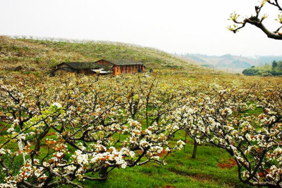 建寧萬畝梨花賞花活動-1-新浪旅游.jpg