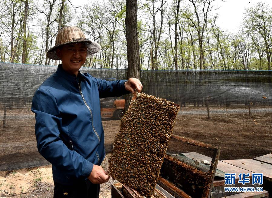 （在習(xí)近平新時(shí)代中國(guó)特色社會(huì)主義思想指引下——新時(shí)代新氣象新作為·圖文互動(dòng)）（4）河南民權(quán)：三代造林人接力68年播綠黃河故道