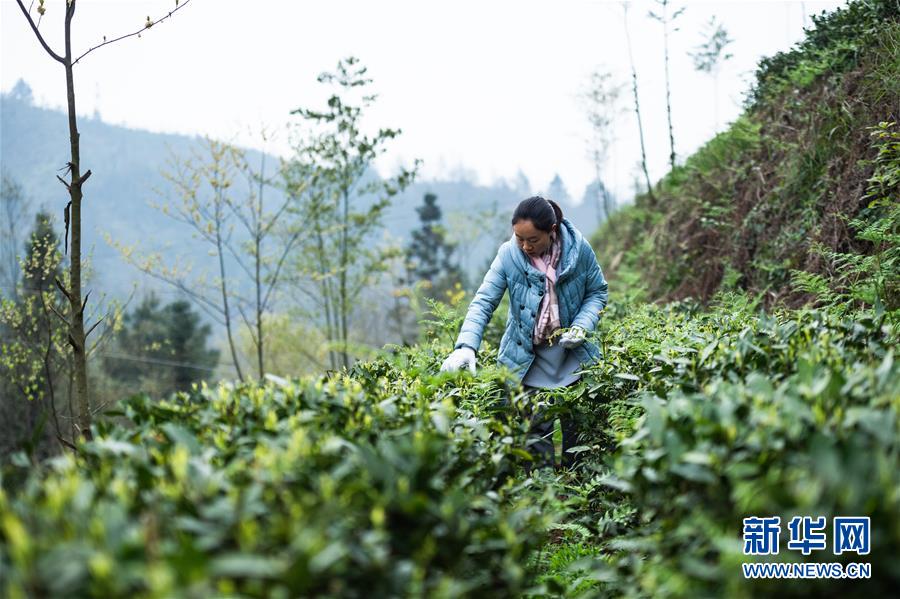 （經(jīng)濟(jì)）（5）貴州春茶陸續(xù)開采