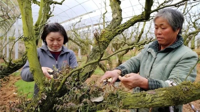 在建寧縣溪口鎮(zhèn)高圳村圍下嘴黃花梨種植基地，陳春花正在采收鐵皮石斛.webp.jpg