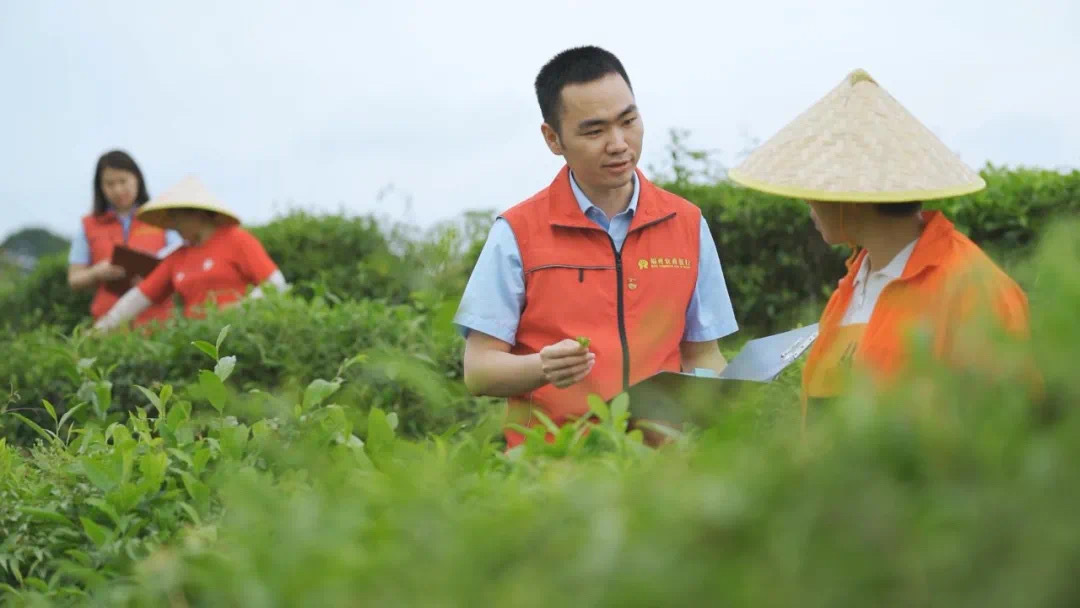 福州農(nóng)商銀行金融助理在茉莉花茶園向茶農(nóng)了解茉莉花種植情況。.jpg