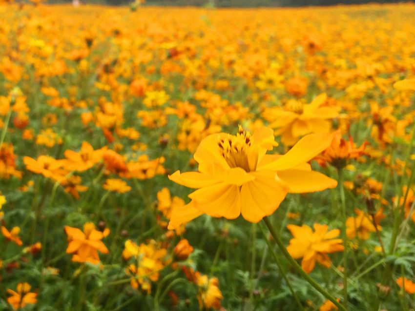 冬季到福州南江濱看花?！〗瘘S和橙色花朵別樣美