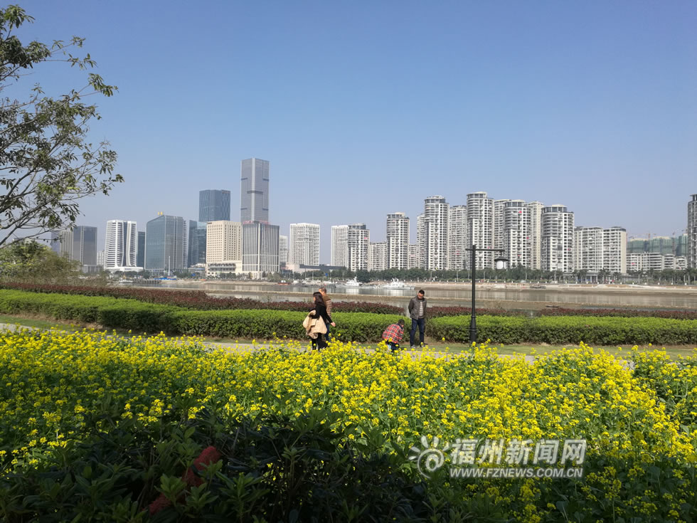 “福州藍”下，福州公園成金色花海