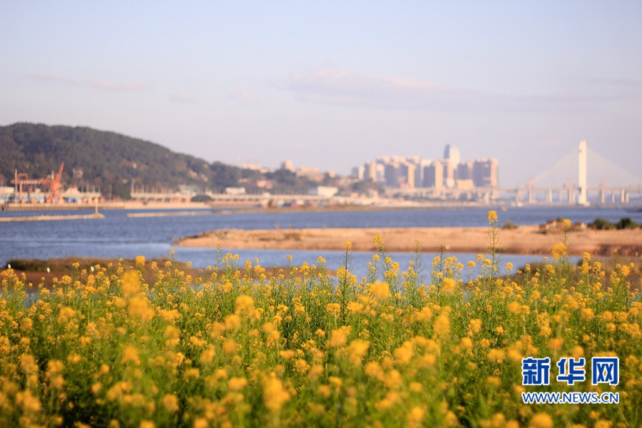 福州花海公園油菜花盛放　春節(jié)接待游客約20萬(wàn)人